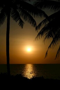 夕阳下的椰树海景