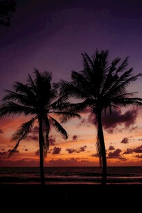 夕阳下的椰树美景