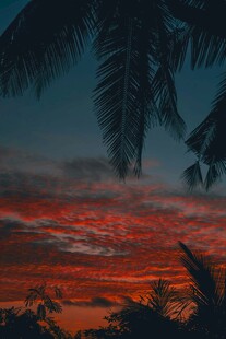 夕阳下的热带植物剪影