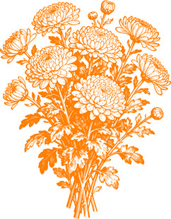 橙色菊花插画