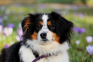 花丛中的三色边牧犬