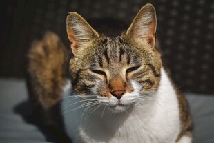 斑纹猫咪惬意休憩