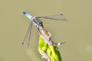 蓝蜻蜓停驻绿叶上
