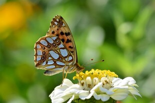 彩蝶停驻于白花之上