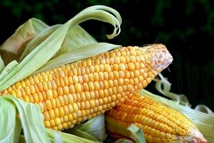 新鲜玉米棒