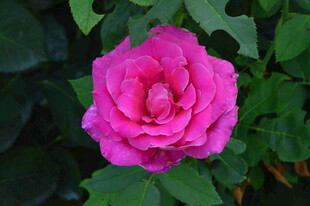 月季花 