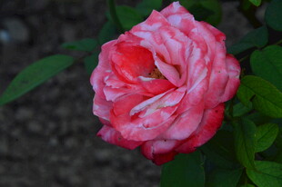 月季花  