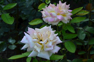 月季花  