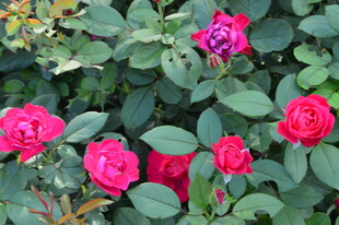 月季花 