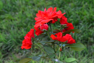 月季花  