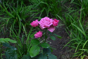 月季花 