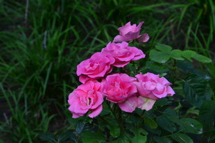 月季花 