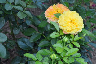 月季花 
