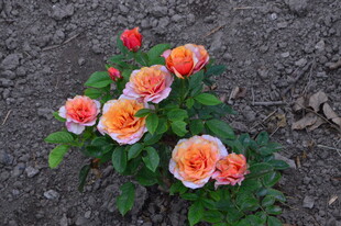 月季花  
