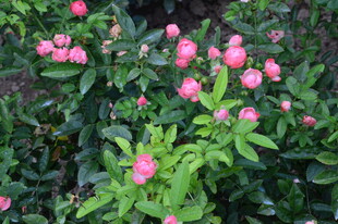 月季花 