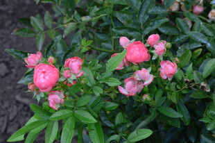月季花  