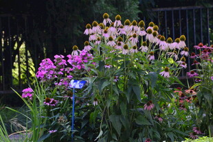 园林花草