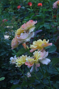 月季花  