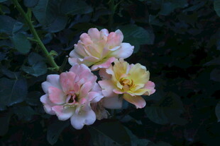月季花  