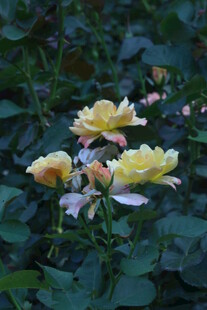月季花 