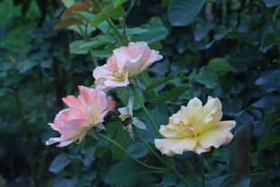 月季花 