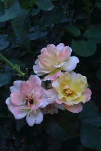 月季花  