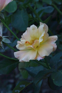 月季花  