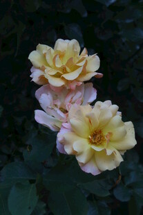 月季花  