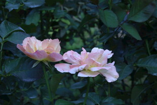 月季花  