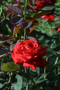 月季花 