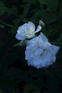 月季花 