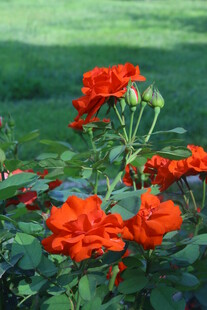月季花 