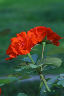 月季花  