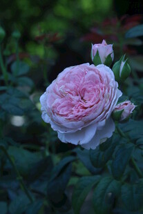 月季花  