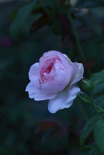 月季花  