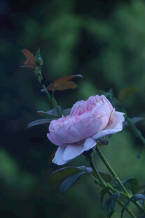 月季花 