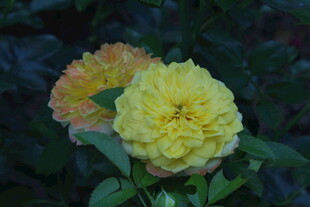 月季花  