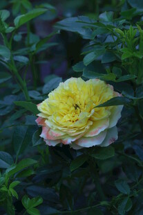 月季花  