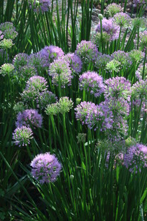 山韭花  