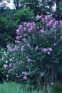 紫薇花  