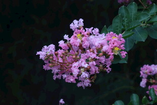 紫薇花 