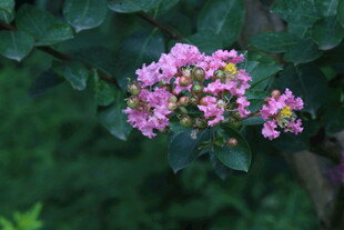 紫薇花  