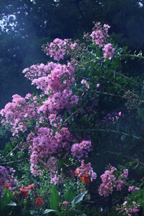 紫薇花  