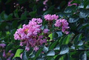 紫薇花  
