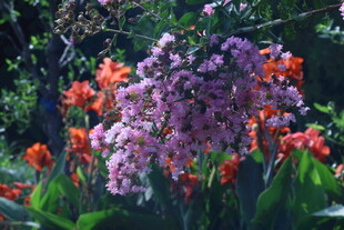 紫薇花  