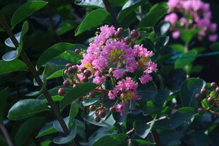 紫薇花  