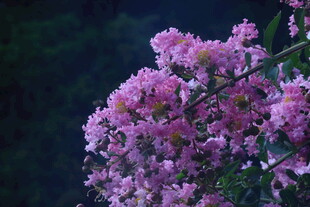 紫薇花  