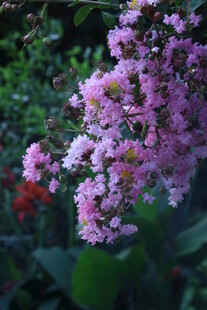 紫薇花  