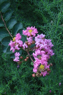 紫薇花 