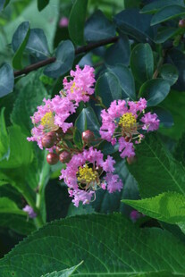 紫薇花  